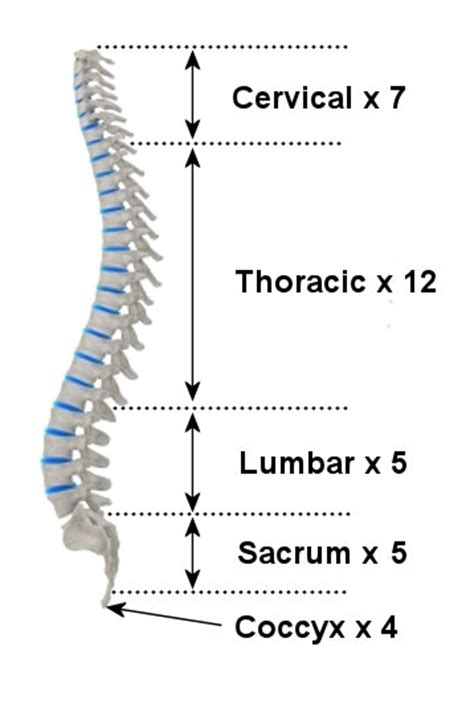 If you play sports, though, make sure that you protect. Anatomy Of The Spine | The Skeleton & Bones | Anatomy ...