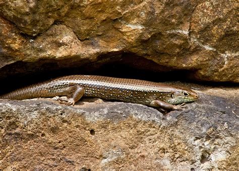 Scincoides Skink Lizard Scales Shiny Reptile 20 Inch By 30 Inch