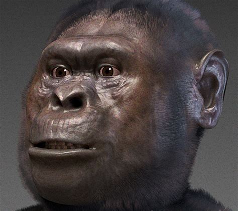 Australopithecus Afarensis Wikipedia