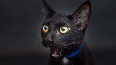 Последние твиты от black cat modeling (@blackcatmodel). Photographer spotlights black cats in shelters to find ...