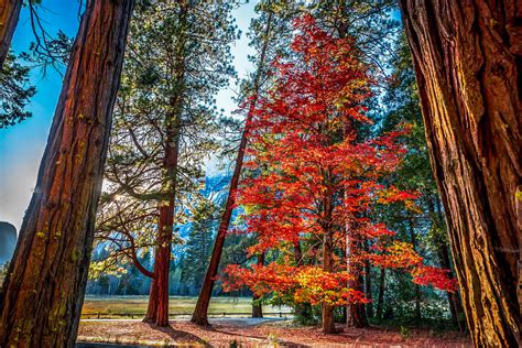Maybe you would like to learn more about one of these? Yosemite Sugar Maple Peaks - California Fall Color