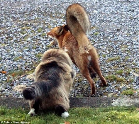 White Wolf Fearless Cat Chases Fox Intruder Off His Land Photos