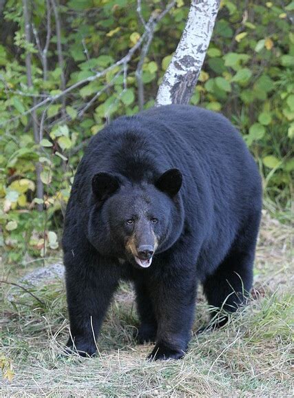 American Black Bear All Species Wiki Fandom