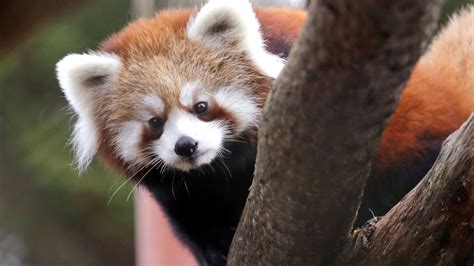 New Zoo To Celebrate International Red Panda Day