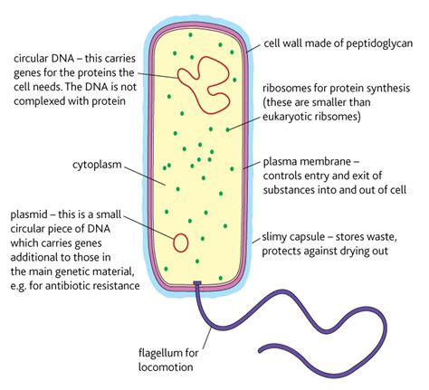 Bacterial Cell Structure Year 12 Human Biology