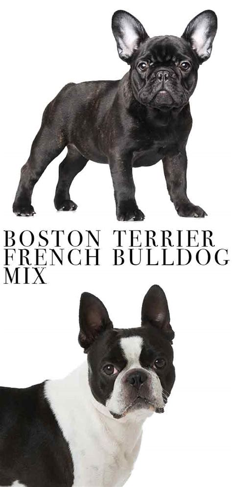 I met brian today in the park with his beautiful english bulldog. boston-terrier-french-bulldog-mix