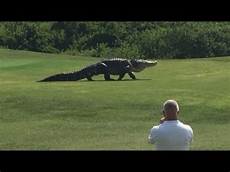 Découvrez Les Images Incroyables De Cet Alligator Géant En Floride