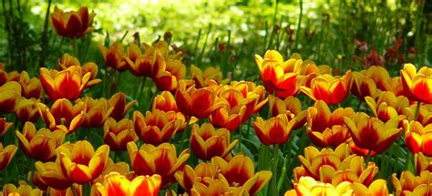 Tulips Tulip Fields Spring Free Photo On Pixabay Pixabay