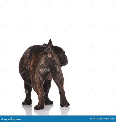 Back View Of Adorable French Bulldog Standing Stock Photo Image Of
