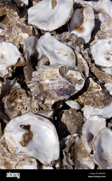 Oyster Ostrea Edulis Uk Hi Res Stock Photography And Images Alamy