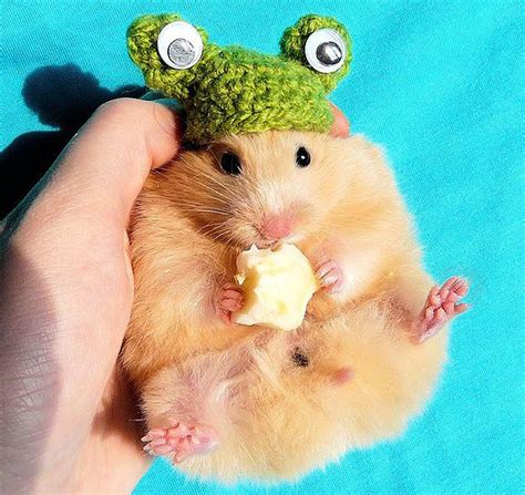 Freaking Adorable Cute Hamsters Funny Hamsters Cute Animals