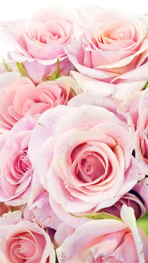 Fresh Pink Roses Flowers Closeup Iphone 5 Wallpaper