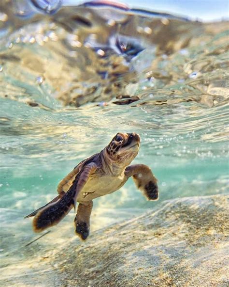 Australia On Twitter Cute Baby Turtles Cute Animals Baby Animals