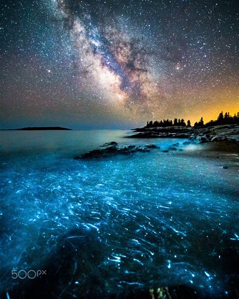 Bioluminescence 2 Nature Photography Nature Pictures Maine