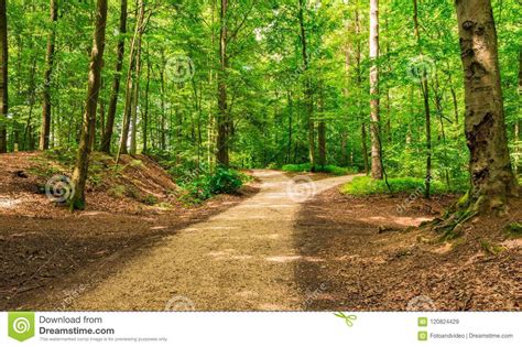 Caminos Bifurcados En Bosque Verde Imagen De Archivo Imagen De