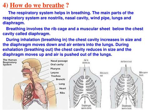 Ppt Chapter 10 Respiration In Organisms Powerpoint Presentation