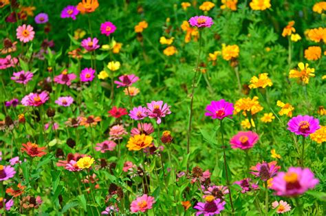 Free Images Flowers Flower Wildflowers Field Meadow Summer Wild Mountains Landscape