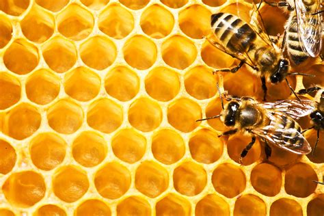 Beehive Wallpapers Top Free Beehive Backgrounds Wallpaperaccess