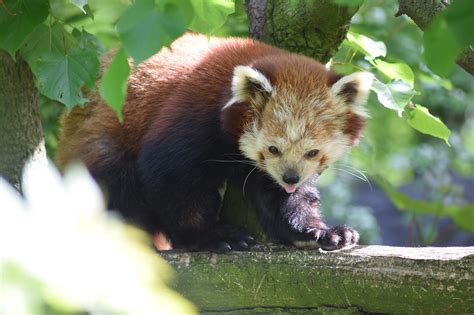 Roter Panda Asien Tier Kostenloses Foto Auf Pixabay