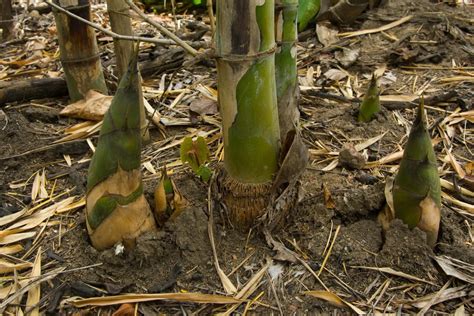 How Fast Does Bamboo Grow In A Day Week Year Full Growing Guide