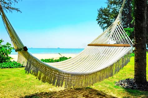Hammock Between Two Palm Trees On The Beach Stock Photo Image Of Blue