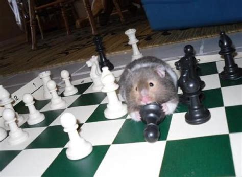 Ten Pictures Of Animals Playing Chess Any Grandmaster Will Love