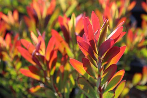 With a powerhouse of antioxidants, this red juice can reverse the signs of aging. Leucadendron salignum 'Winter Red' | Native Sons Wholesale ...