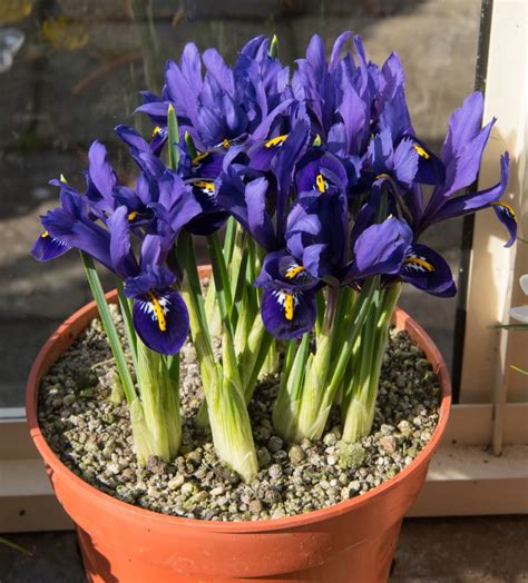 How To Grow Irises In Pots Horticulture Magazine