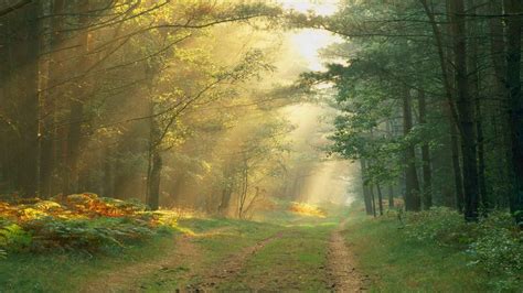 Roads Path Trail Tracks Nature Landscapes Trees Forest Plants