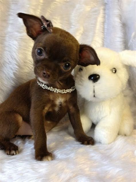 Chocolate Chihuahua Smooth Coat Cute Chihuahua Chihuahua Puppies