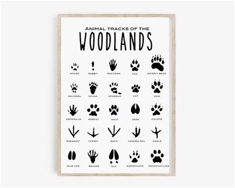 Animal Tracks Print Animal Tracks Of The Woodland Printable Etsy
