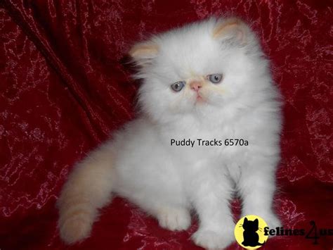 For years, we have been providing online custom writing assistance to students from countries all over the world, including the us, the uk, australia, canada, italy, new zealand, china, and japan. Himalayan Kitten for Sale: Beautiful Flame Point Himalayan Baby Boy - SOLD 2 Yrs and 4 Mths old