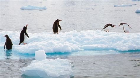 デスクトップ壁紙 1920x1080 Px 南極大陸 鳥 Gentoo ペンギン シーン 1920x1080