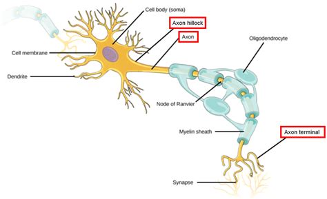 Axon Structure And Function Nerve Cell Mcat Content