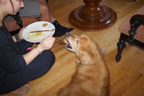Lexi The Couth Dog Lexi Eats Christmas Breakfast From A F Dominic