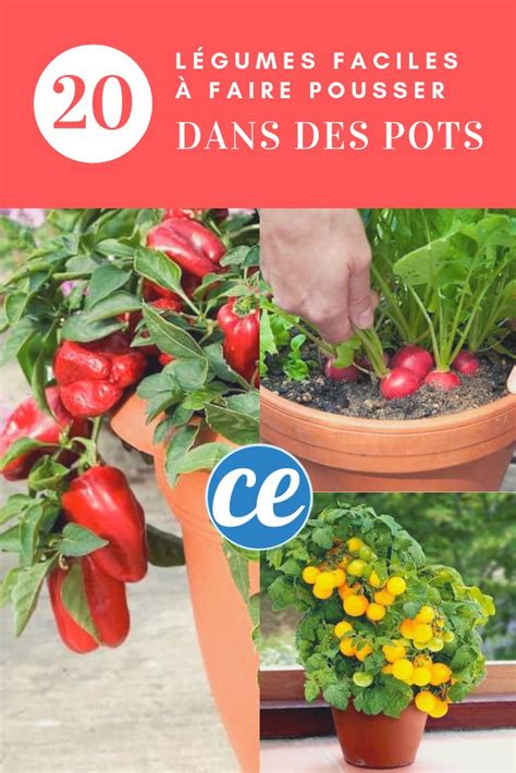 Les 20 Légumes Les Plus Faciles à Faire Pousser EN POT Jardinage