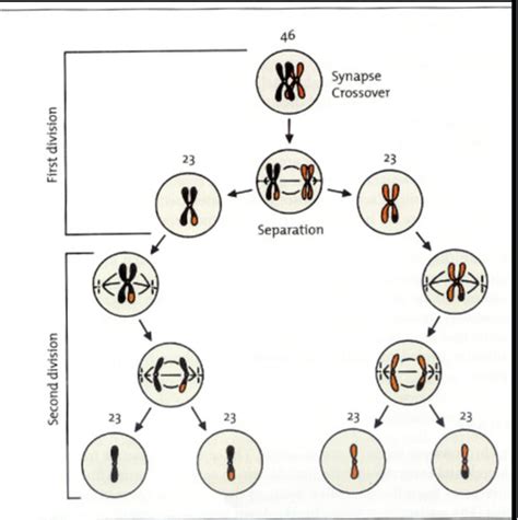 Meiosis Flashcards Quizlet