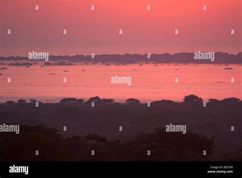 Sunrise Casting A Pink Hue On Trees Showing Through The Early Morning