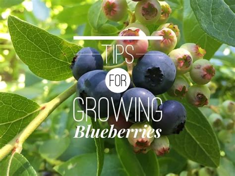 Growing Blueberry Bushes Tips For Success Gardening Channel