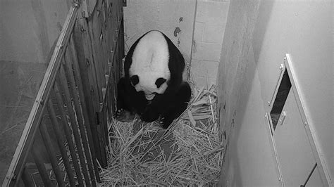 Smithsonian National Zoos Giant Panda Gives Birth Hppr