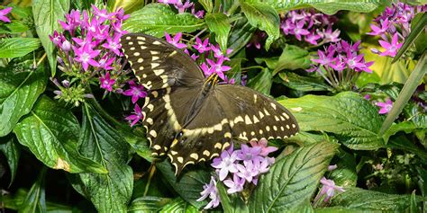 The Butterfly Conservatory Each Winter At The Museum Amnh