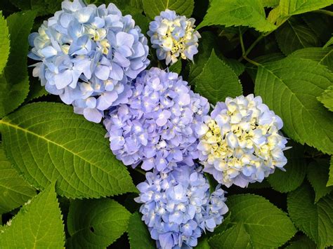 The blue hydrangea flower can be used as a way to show frigidity, regret, turning down a proposal, and asking for forgiveness. These Amazing Color-Changing Flowers Will be the Stars of ...