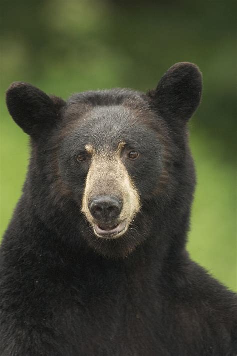 Portrait Of Black Bear Minnesota Summer Photograph By Calvin Hall Pixels