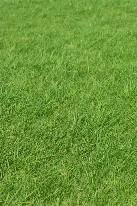 Green Grass Background Free Stock Photo By Val Lawless On Stockvault Net My Xxx Hot Girl