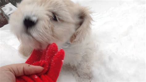Frolic In The Snow Puppy Youtube