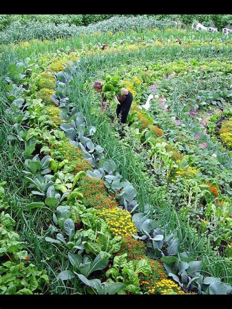 Permaculture Garden Vegetable Garden Design Permaculture Gardening