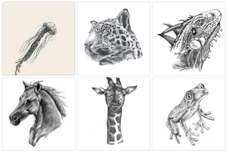 Download the animal 4d+ app for free on the app store and google play store have a giraffe on the palm of your hand or maybe you'd prefer a lion instead. 4D Animal CARDS Free Downloads - Guro Ako