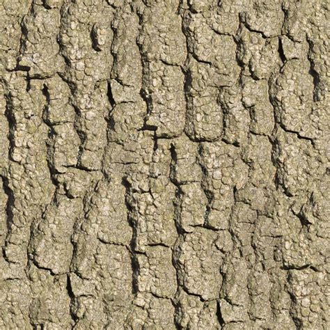 Old Oak Bark Seamless Texture Stock Photo Image Of Environment