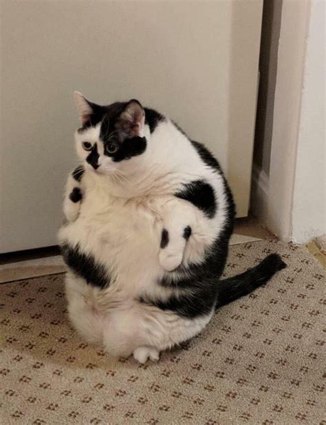 76 Sad Fat Cat Meme
