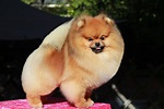 TODO SOBRE EL POMERANIA - Pomeranian Beauty